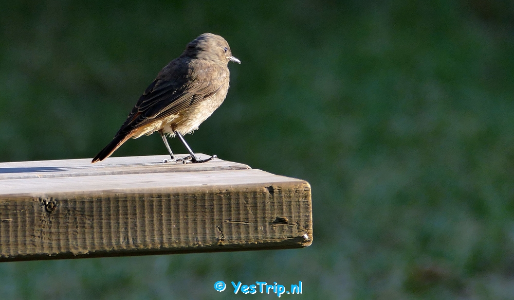 xxx Bird at the camping in Bize-Minervois, France